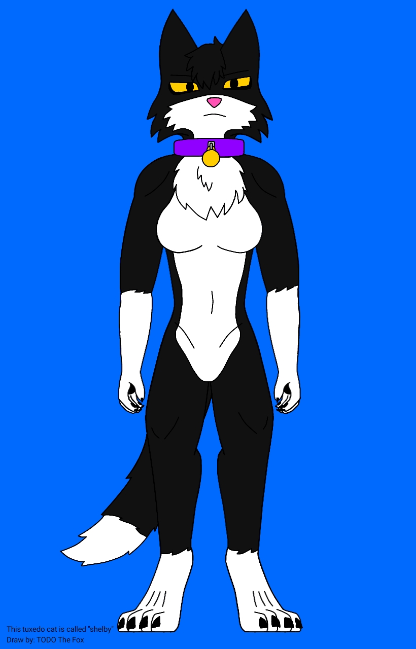 bell bell_collar black_and_white_fur black_body black_claws black_pawpads blue_background breasts chest_tuft claws collar collar_only digital_drawing_(artwork) digital_media_(artwork) domestic_cat felid feline felis female hi_res ibispaintx looking_at_viewer mammal medium_breasts nude pawpads pink_nose purple_collar shelby_(todo_the_fox) simple_background solo tail todo_the_fox tuft tuxedo_cat white_body yellow_eyes