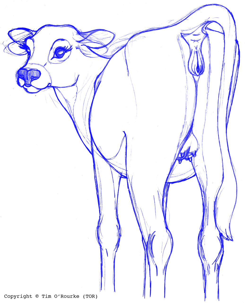 anus bovid bovine butt cattle female feral genitals hi_res looking_at_viewer looking_back mammal presenting presenting_hindquarters pussy raised_tail sketch solo teats tim_o'rourke udders