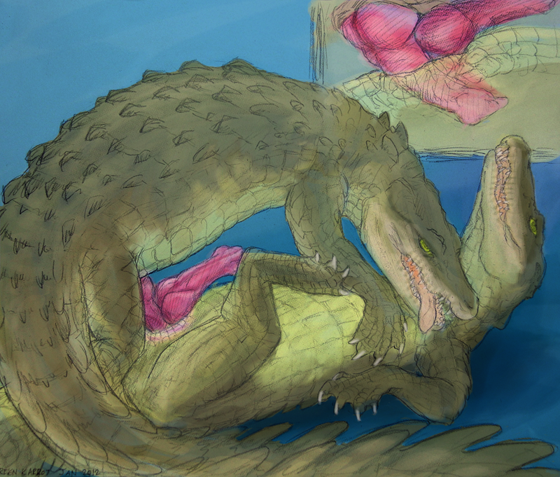 anatomically_correct anatomically_correct_genitalia anatomically_correct_penis animal_genitalia animal_penis cloacal cloacal_penetration cloacal_penis crocodile crocodilian crocodilian_penis crocodylid duo feral feral_on_feral from_front_position genitals looking_pleasured lying male male/male missionary_position on_back penetration penile penis reptile rienkarrot scales scalie sex
