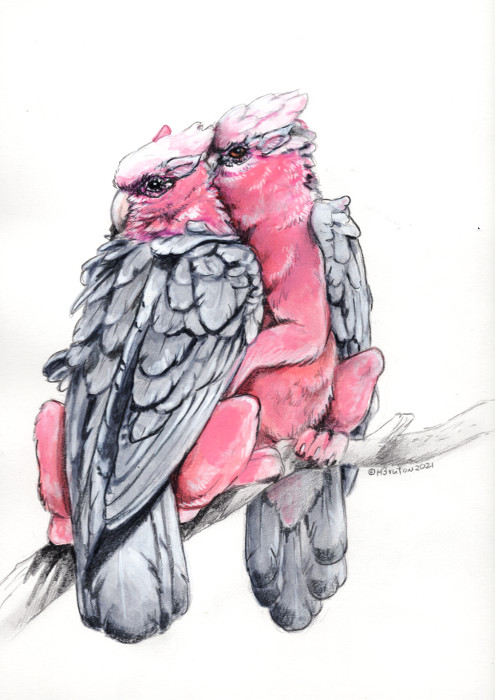 2021 avian beady_eyes bird black_eyes branch brown_eyes cockatoo duo feathered_wings feathers female feral fur galah grey_body grey_feathers gryphon heather_bruton male mythological_avian mythology parrot pink_body pink_feathers pink_fur traditional_media_(artwork) white_body white_feathers wings wood