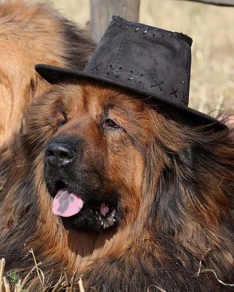 accessory ambiguous_gender canid canine canis chilling classy clothing domestic_dog feral hat headgear headwear livestock_guardian_dog mammal molosser mountain_dog open_mouth pastoral_dog real shaggy_fur solo solo_focus tibetan_mountain_dog tongue tongue_out unknown_artist