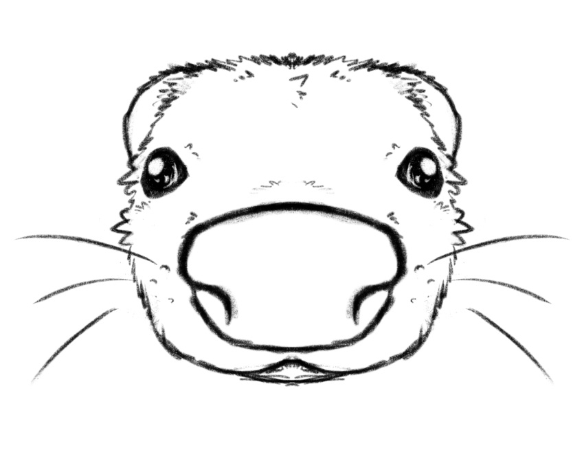 domestic_ferret fisheye hi_res mammal monochrome mustelid musteline resachii sketch true_musteline weasel