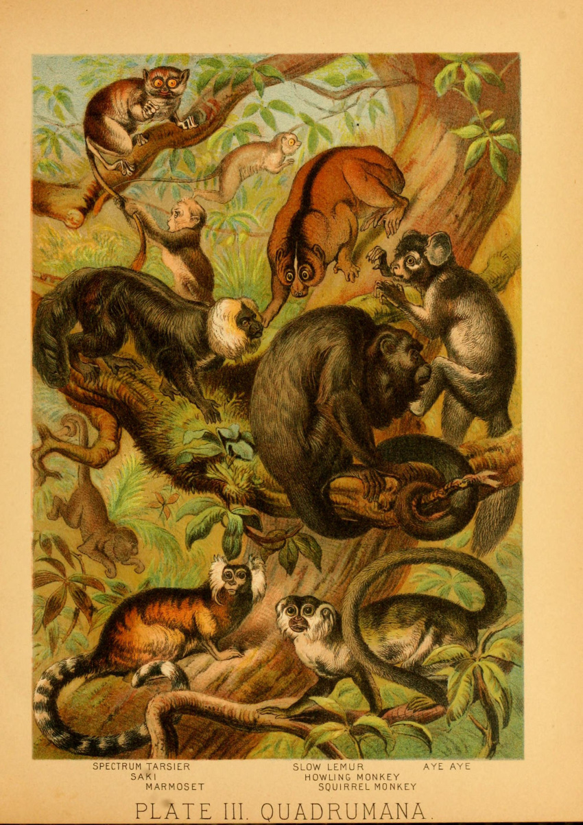 1897 19th_century 5_fingers absurd_res ambiguous_gender ancient_art atelid aye-aye biological_illustration callitrichid cebid claws feral fingers fur group haplorhine hi_res howler_monkey hugh_craig lemur mammal marmoset monkey new_world_monkey plant primate public_domain squirrel_monkey strepsirrhine tail tarsier technical_illustration text zoological_illustration