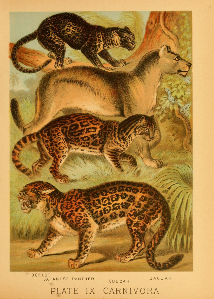 1897 19th_century absurd_res ambiguous_gender ancient_art biological_illustration cougar countershade_fur countershade_torso countershading fangs felid feline feral fur group hi_res hugh_craig jaguar leopardus mammal ocelot open_mouth pantherine plant public_domain quadruped tail technical_illustration teeth text whiskers zoological_illustration