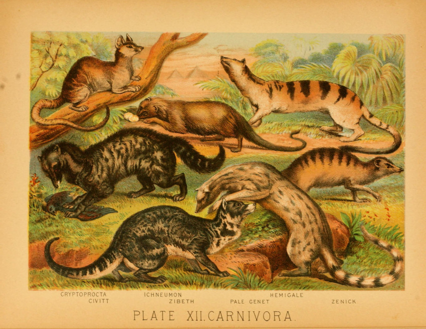 1897 19th_century ambiguous_gender ancient_art biological_illustration brown_body brown_fur civet countershade_fur countershade_tail countershade_torso countershading feral fur genet group hi_res hugh_craig mammal plant public_domain quadruped striped_body striped_fur stripes tail technical_illustration text viverrid zoological_illustration