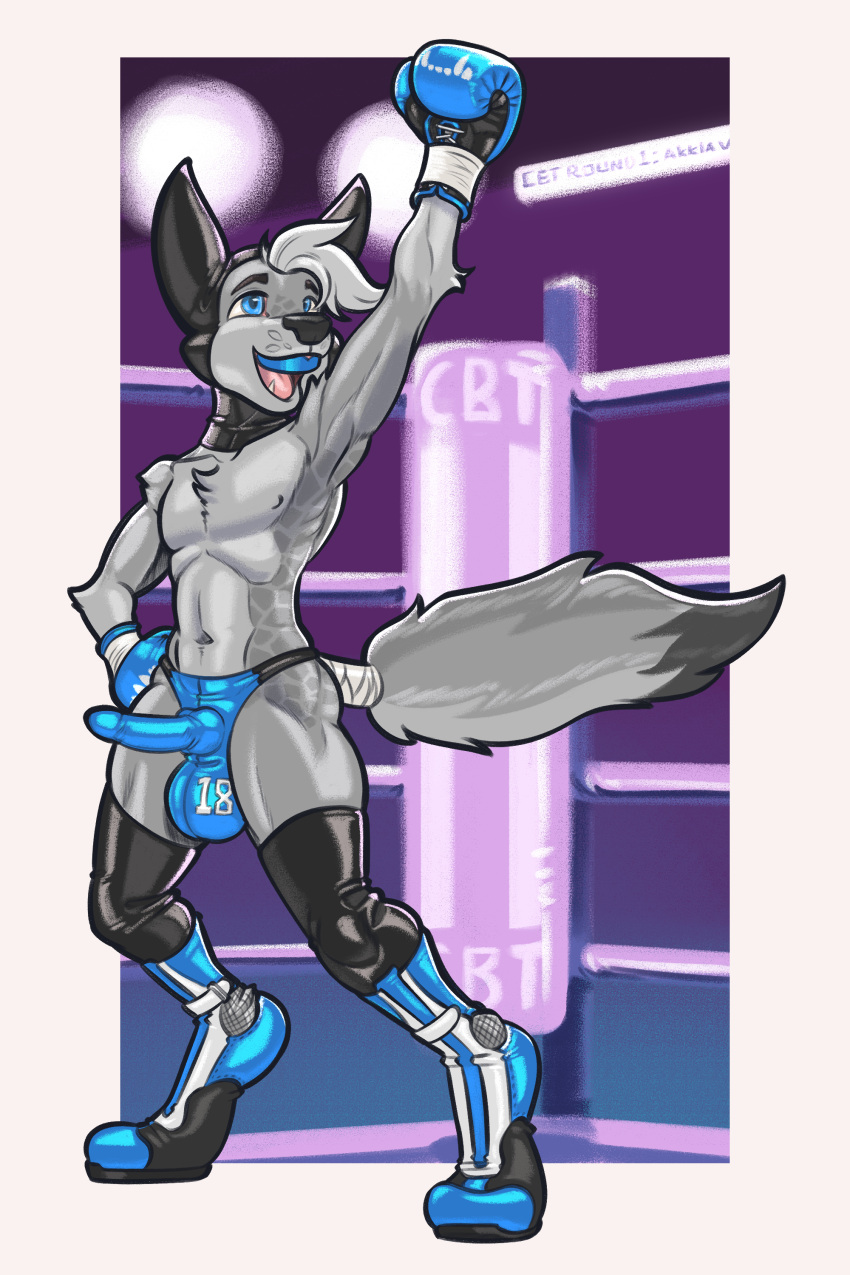 absurd_res akkla anthro ballboxing balls balls_in_underwear balls_outline boxing boxing_gloves bulge canid canine clothed clothing competition dcheese digital_media_(artwork) erection erection_under_clothing fighting_ring fox fur genital_outline genitals grey_body grey_fur handwear headgear headwear hi_res male mammal penis penis_outline raised_arm solo sport thong underwear