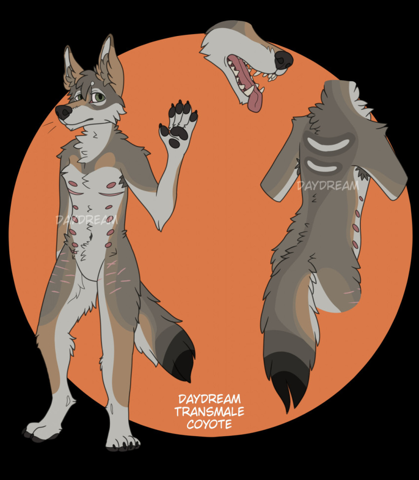 ambiguous_gender anthro belly belly_nipples black_nose black_pawpads black_tail_tip brown_body cackling-beast canid canine canis coyote daydream_(cackling-beast) disembodied_head green_eyes hi_res male mammal mastectomy_scar model_sheet natural_colors pawpads scar solo tongue tongue_out trans_(lore) white_belly