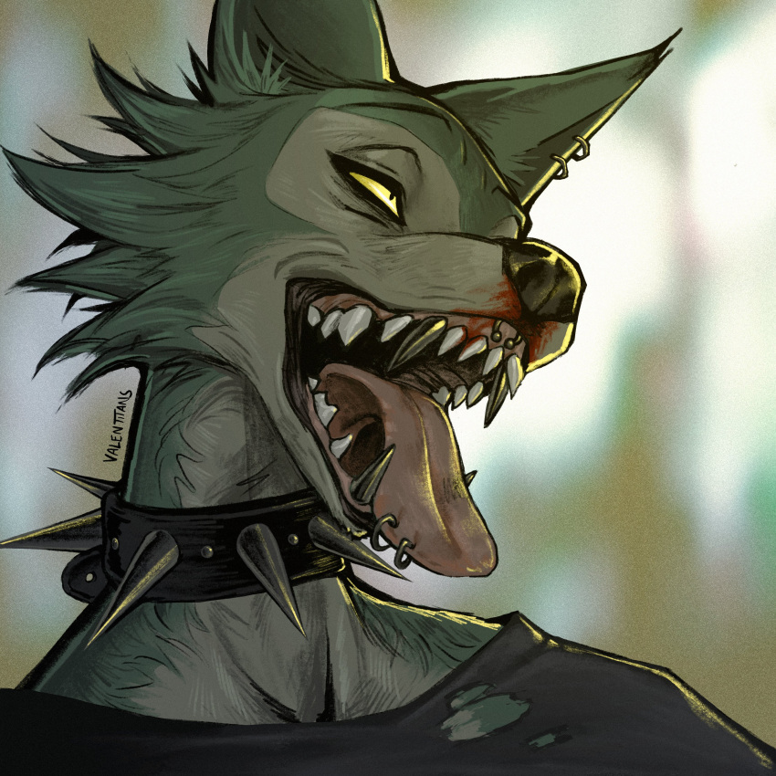 absurd_res beastars blood bodily_fluids canid canine canis clothing collar fangs hi_res legoshi_(beastars) male mammal piercing solo spiked_collar spikes tongue torn_clothing valentitans wolf