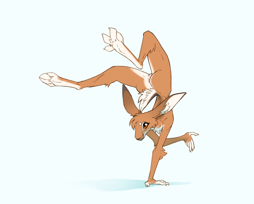 2022 anthro anus butt feet female ferima fur genitals hair handstand hare hi_res lagomorph leporid mammal maylis nude paws pose pussy solo spread_toes toes upside_down