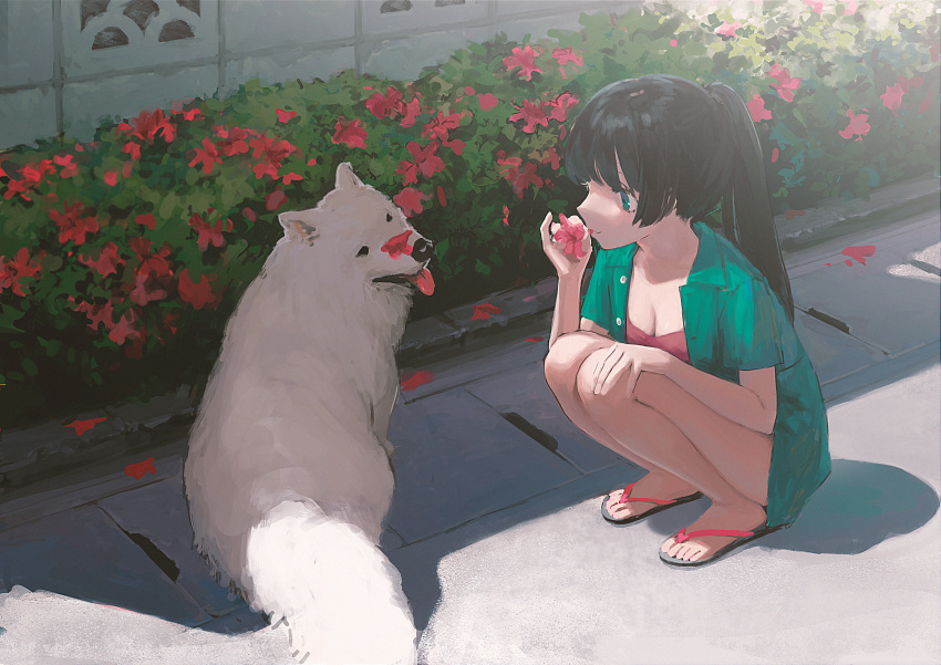 1girl absurdres bangs black_hair blue_eyes breasts bush cleavage day dog flower green_shirt highres holding holding_flower k1llg long_hair open_clothes open_mouth open_shirt original outdoors petals pink_flower ponytail sandals shadow shirt short_sleeves squatting tongue white_dog
