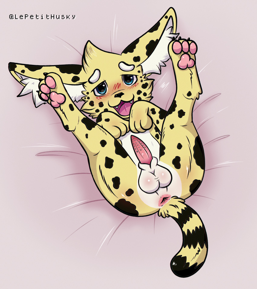 absurd_res animal_genitalia animal_penis anthro anus balls blush felid feline feline_penis genitals hi_res lepetithusky lying male mammal on_back pawpads penile_spines penis pink_pawpads serval solo