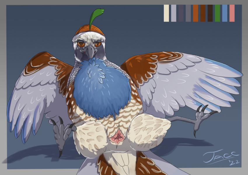 animal_genitalia avian bird blue_body blue_feathers brown_eyes california_quail chest_tuft cloaca feathered_wings feathers feral galliform genitals grey_body grey_feathers jaccipit jaccipit_(character) looking_at_viewer male multicolored_body multicolored_feathers new_world_quail phasianid plume presenting presenting_cloaca quail simple_background solo talons tuft wings