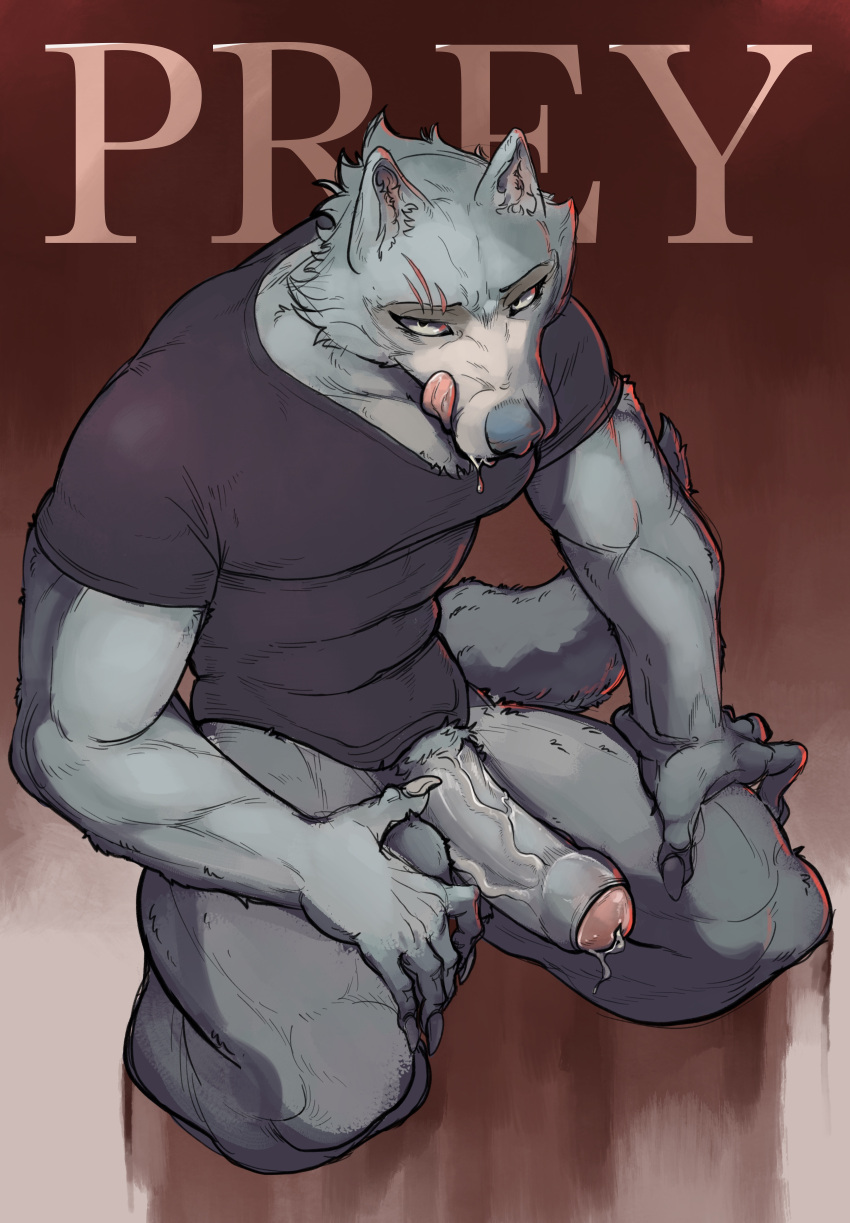 absurd_res anthro balls beastars black_clothing black_shirt black_topwear bodily_fluids canid canine canis clothed clothing colored digital_media_(artwork) erection fur genital_fluids genitals grey_body grey_fur hair hand_on_penis hi_res humanoid_genitalia kneeling legoshi_(beastars) looking_at_viewer male mammal muscular penis shaded shirt simple_background solo text thendyart tongue topwear vein veiny_penis wolf