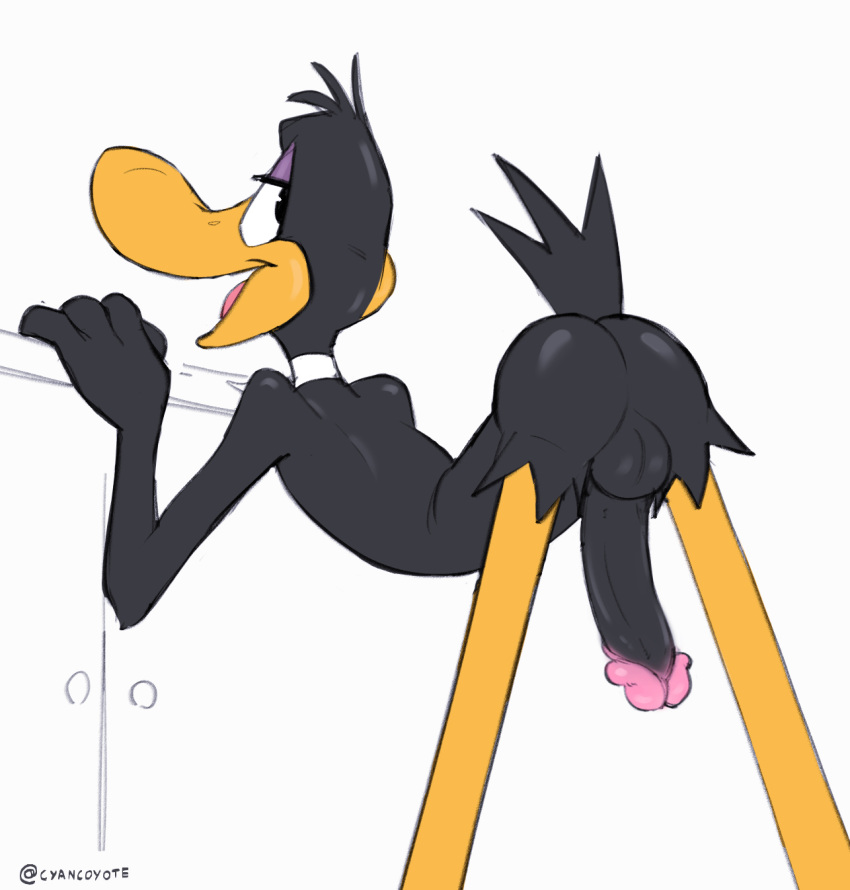 anatid anseriform anthro anus avian balls bedroom_eyes bird black_body black_feathers butt cyancoyote daffy_duck duck feathers genitals hi_res looking_at_viewer looking_back looking_back_at_viewer looney_tunes male narrowed_eyes nude open_mouth penis seductive simple_background solo warner_brothers white_background