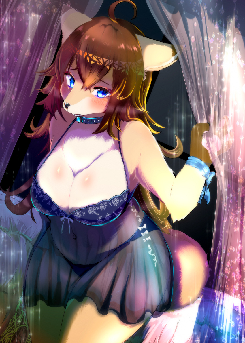 2022 absurd_res ahoge anthro black_nose blue_eyes blush breasts brown_body brown_fur canid canine chest_tuft cleavage clothed clothing collar female fluffy fox fur hair hi_res kemono lingerie mammal multicolored_body multicolored_fur navel nightgown panties shikibetsuko solo tan_body tan_fur translucent translucent_clothing tuft underwear white_body white_fur