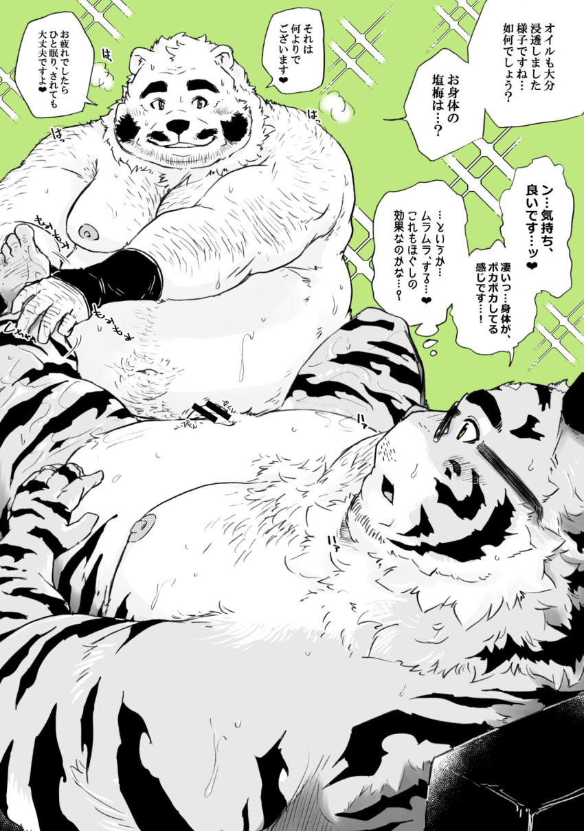 2022 anthro belly big_belly blush censored duo felid genitals hi_res humanoid_hands japanese_text kemono lying male male/male mammal massage mature_male moobs nipples overweight overweight_male pantherine penis shintatokoro text tiger ursid