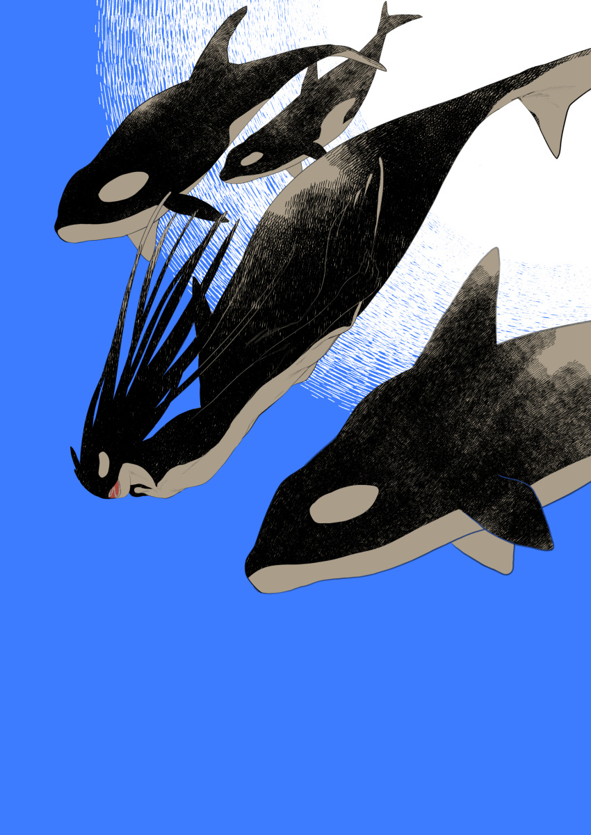 1other absurdres animal black_skin blue_background colored_skin fins full_body highres long_hair nkvoop open_mouth orca original sharp_teeth simple_background solo swimming teeth underwater white_skin