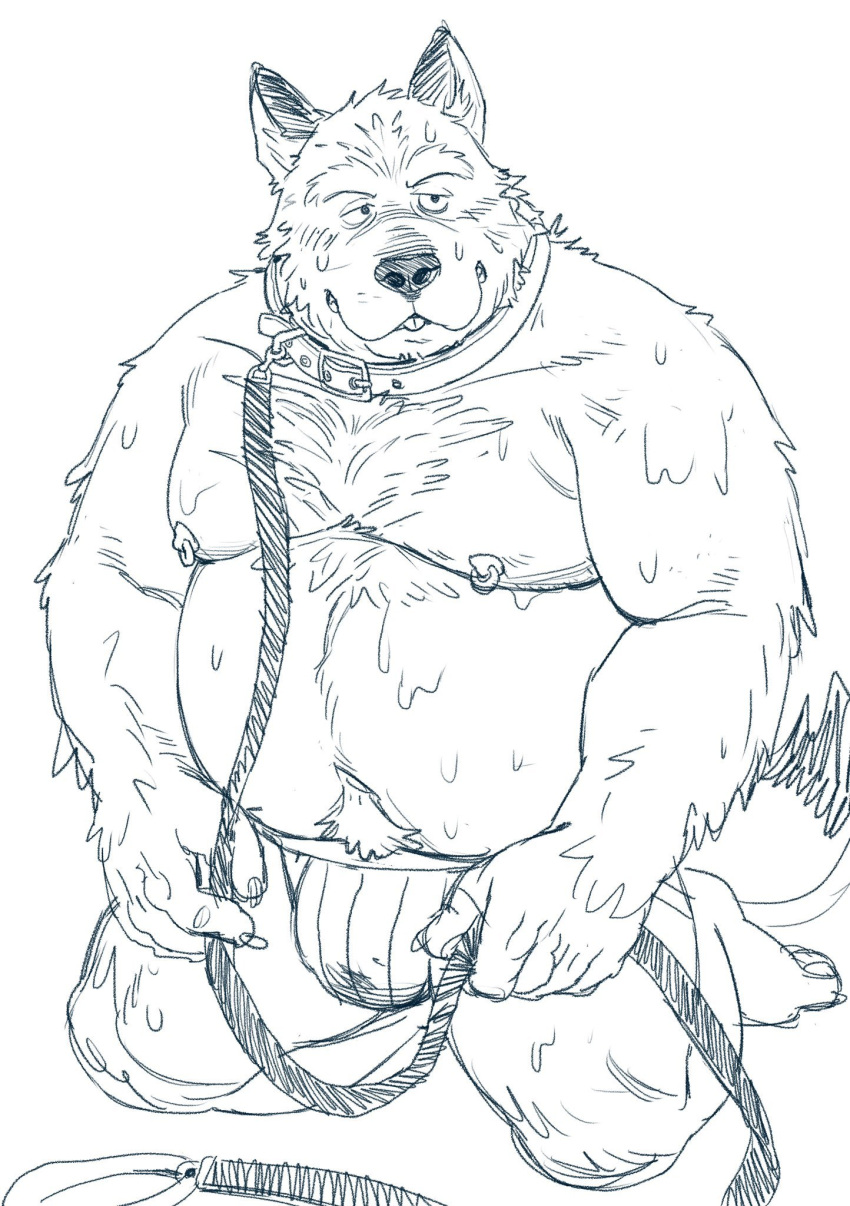 2022 anthro belly big_belly bodily_fluids bulge canid canine canis clothing collar domestic_dog hi_res humanoid_hands huynhduyad14 kemono leash male mammal moobs nipples overweight overweight_male simple_background solo sweat underwear