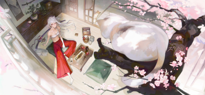 1girl abs absurdres animal_ears bare_arms bare_shoulders barefoot bonsai cat cat_ears cherry_blossoms chest_sarashi chopsticks closed_mouth cup cushion fish_(food) fisheye floating_hair from_above gourd hakama hakama_pants highres indoors japanese_clothes katana lantern looking_at_viewer midriff navel original oyabuli pants plant potted_plant pouch red_eyes red_pants sakazuki sarashi scabbard sheath sitting solo sword table teapot tokkuri weapon white_hair zabuton