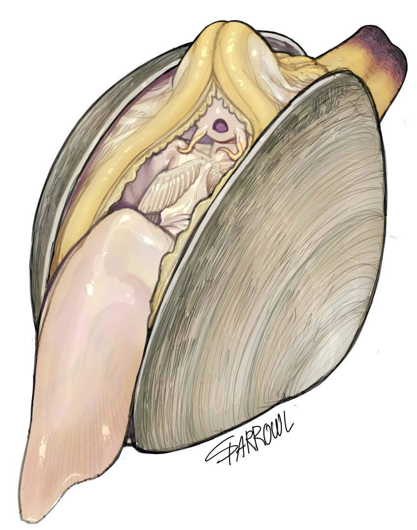 2022 absurd_res bivalve clam female hi_res marine mollusk open_mouth shaded signature simple_background solo sparrowl white_background