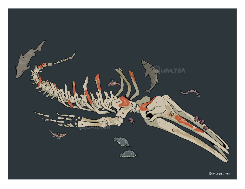 ambiguous_gender antennae_(anatomy) arthropod bone cephalopod coleoid crustacean cyclostomata dorsal_fin feral fin fish giant_isopod gills group hagfish hi_res isopoda jawless_fish malacostracan marine mollusk octopodiform octopus quailtea shark skeleton tail tail_fin tentacles