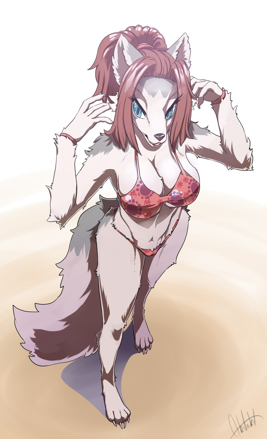 4_toes absurd_res akitokit anthro barefoot bikini blue_eyes breasts brown_hair canid canine canis claws clothing domestic_dog feet female fluffy fluffy_tail fur hair hi_res mammal simple_background solo swimwear thick_thighs toes wide_hips