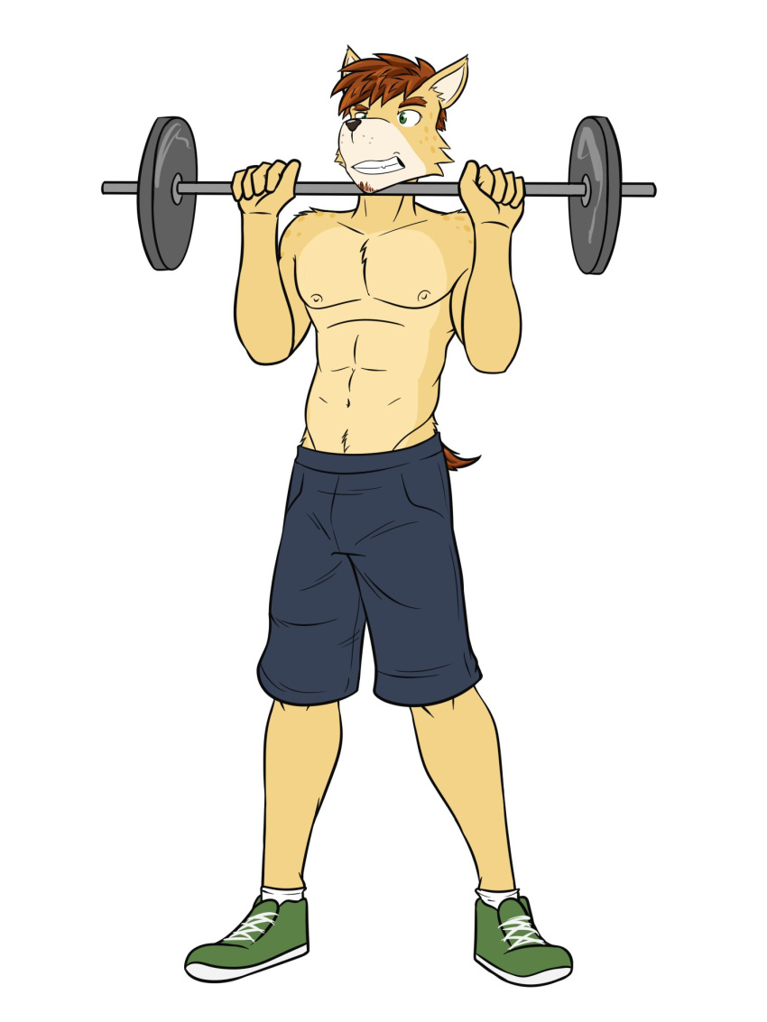 alex_(stardew_valley) alternate_species anthro barbell bottomwear canid canine clothed clothing exercise footwear full-length_portrait furrification fuze hi_res male mammal navel nipples portrait shoes shorts simple_background socks solo stardew_valley topless weightlifting white_background workout