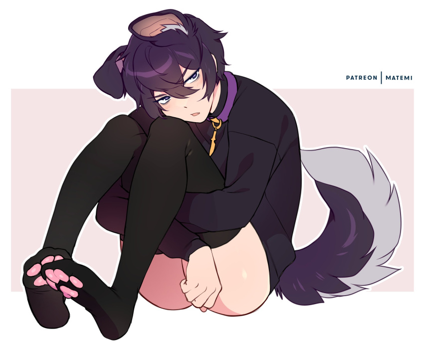 1boy animal_ears ass black_thighhighs collar dog_boy dog_ears dog_tail highres indie_virtual_youtuber long_sleeves looking_at_viewer male_focus matemi paw_print_soles purple_collar purple_eyes purple_hair short_hair shoto_(vtuber) sitting tail thighhighs virtual_youtuber