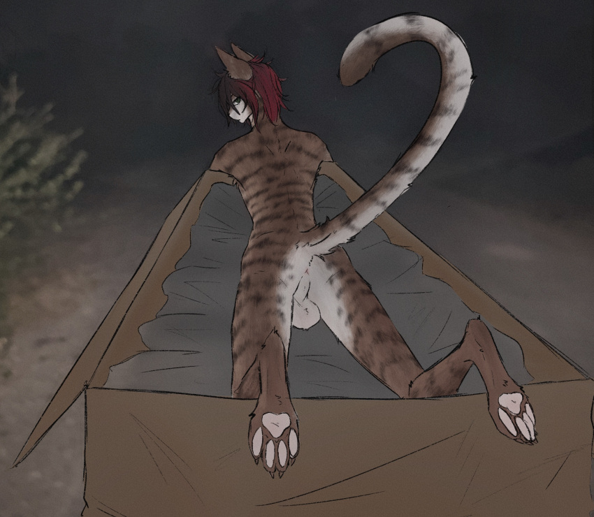 anthro balls box camera_view container domestic_cat felid feline felis fur genitals hair hi_res inside_box looking_back male mammal noxglyph nude paws photo_background photography_(artwork) skinny_male solo tail