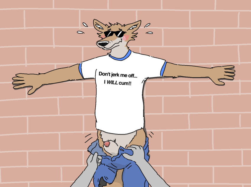 ambiguous_gender animal_genitalia anthro blush canid canine canis clothing coyote duo eyewear genitals male mammal nuzzle_(artist) penis penis_tip sheath shirt sunglasses t-shirt topwear undressing