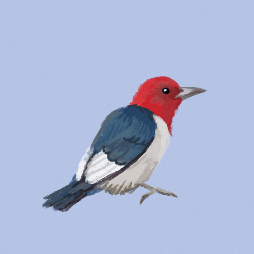 1:1 absurd_res ambiguous_gender avian beak bird bird_feet black_eyes blue_background blue_body blue_feathers blue_tail blue_wings feathers feral grey_beak hi_res kutv looking_at_viewer navy_blue_background picid profile red-headed_woodpecker red_body red_feathers simple_background solo white_body white_feathers white_wingtips wings woodpecker