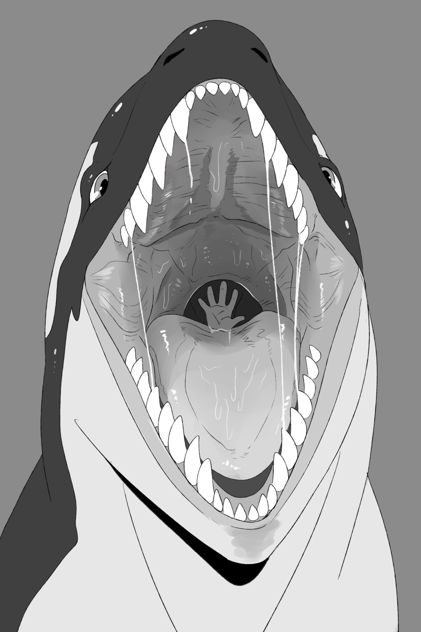 absurd_res ambiguous_gender bodily_fluids cetacean delphinoid duo front_view glistening glistening_eyes greyscale hi_res imperatorcaesar mammal marine monochrome mouth_shot oceanic_dolphin open_mouth oral_vore orca saliva saliva_on_tongue saliva_string sharp_teeth simple_background solo_focus teeth toothed_whale vore