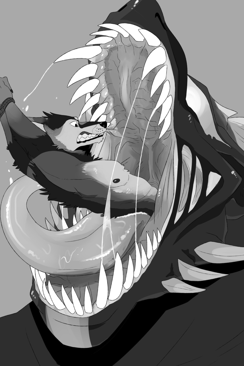 absurd_res anthro back_tuft bodily_fluids bound chest_tuft duo front_view glistening glistening_nose glistening_tongue greyscale hands_tied head_tuft hi_res imperatorcaesar in_mouth male monochrome mouth_shot nipples open_mouth oral_vore saliva saliva_on_tongue saliva_string sharp_teeth simple_background teeth tongue tongue_out tuft vore
