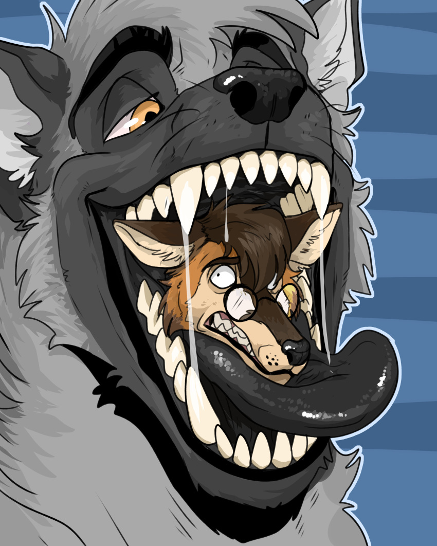 absurd_res anthro black_eyebrows black_nose black_tongue bodily_fluids brown_body brown_ears brown_fur brown_hair canid cheek_tuft chyr_(chyr) duo eyebrows eyewear facial_tuft fangs fur glasses glistening glistening_nose glistening_tongue grey_body grey_ears grey_fur grey_hair grey_inner_ear hair hi_res imperatorcaesar in_mouth inner_ear_fluff josh_(suddenlyjosh) male mammal narrowed_eyes neck_tuft oral_vore orange_body orange_eyes orange_fur round_glasses saliva saliva_string short_hair simple_background tan_body tan_fur tan_inner_ear_fluff tongue tuft vore