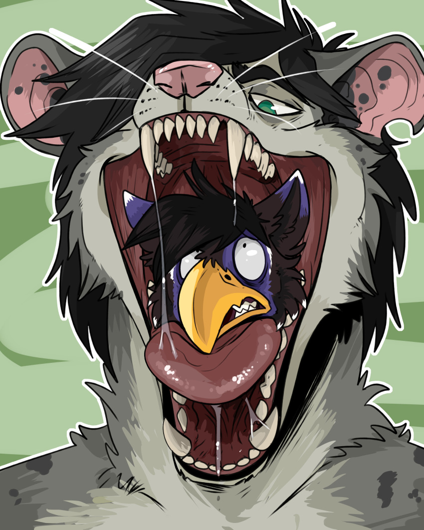 absurd_res anthro avian beak black_body black_eyebrows black_fur black_hair black_inner_ear blue_body blue_fur bodily_fluids bust_portrait cheek_tuft duo eyebrows facial_tuft fangs front_view fur glistening glistening_tongue green_eyes grey_body grey_ears grey_fur hair hi_res imperatorcaesar male mouth_shot narrowed_eyes neck_tuft open_mouth oral_vore pink_inner_ear pink_nose portrait red_tongue saliva saliva_string simple_background species_request tongue tuft vore whiskers yellow_beak