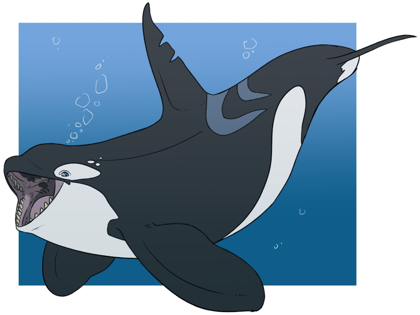 4:3 ambiguous_gender black_body blue_eyes border bubble cetacean delphinoid dorsal_fin feral fin glistening glistening_eyes hi_res imperatorcaesar mammal marine oceanic_dolphin open_mouth orca side_view simple_background solo tan_teeth toothed_whale white_body white_border