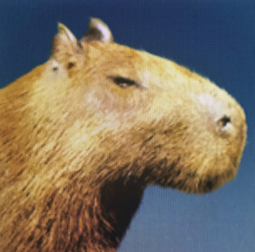 capybara caviid feral male male/male mammal netflix rodent solo