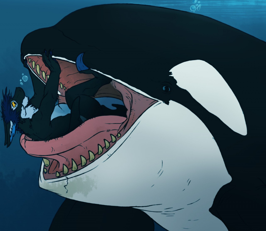 ambiguous_gender anthro black_body black_ears black_fur blue_inner_ear bubble cetacean delphinoid duo ears_back feral fur imperatorcaesar in_mouth inner_ear_fluff male mammal marine mouth_closed oceanic_dolphin on_tongue oral_vore orca pivoted_ears red_tongue tan_teeth tongue toothed_whale tuft underwater vore water white_body white_fur white_inner_ear_fluff