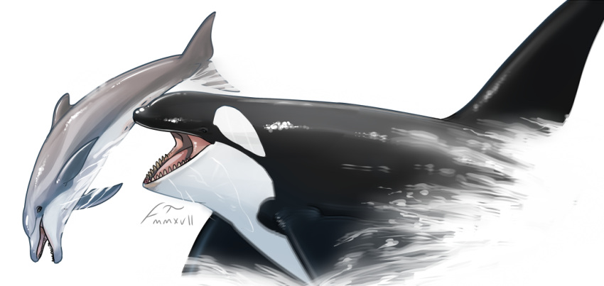 ambiguous_gender black_body cetacean delphinoid dorsal_fin duo feral fin forked_tail grey_body imperatorcaesar mammal marine oceanic_dolphin open_mouth orca red_tongue sharp_teeth signature simple_background teeth tongue toothed_whale unusual_anatomy unusual_tail water white_background white_body