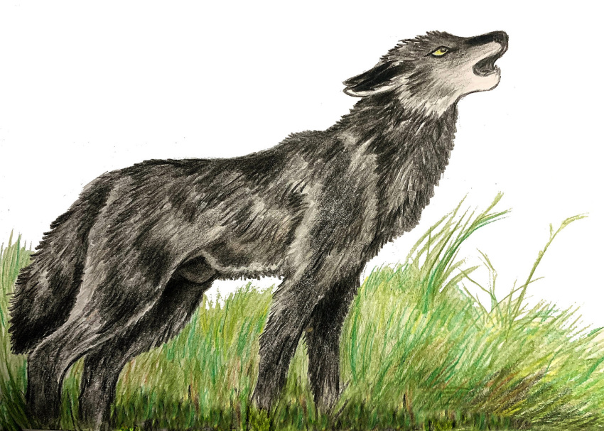 animal_genitalia canid canine canis dragoness31 feral fully_sheathed fur genitals grass grey_body grey_fur hi_res male mammal plant sheath side_view solo wolf yellow_eyes