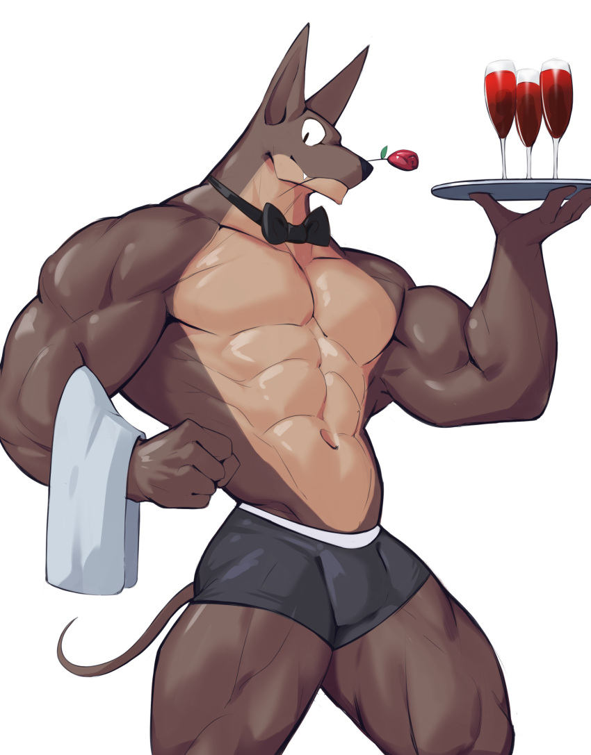 abs alcohol anthro beverage black_clothing black_underwear boxer_briefs canid canine canis clothing container cup domestic_dog drinking_glass flower flower_in_mouth glass glass_container glass_cup hi_res male mammal muscular muscular_anthro muscular_male navel plant rag rose_(flower) rose_in_mouth solo underwear waiter wine wine_glass wolfanine