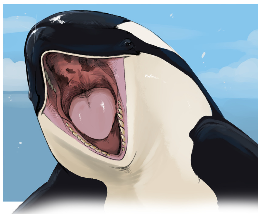 ambiguous_gender beady_eyes black_body border cetacean cloud delphinoid feral front_view glistening glistening_body glistening_tongue imperatorcaesar mammal marine mouth_shot oceanic_dolphin open_mouth orca sky solo tan_teeth tongue toothed_whale white_body white_border