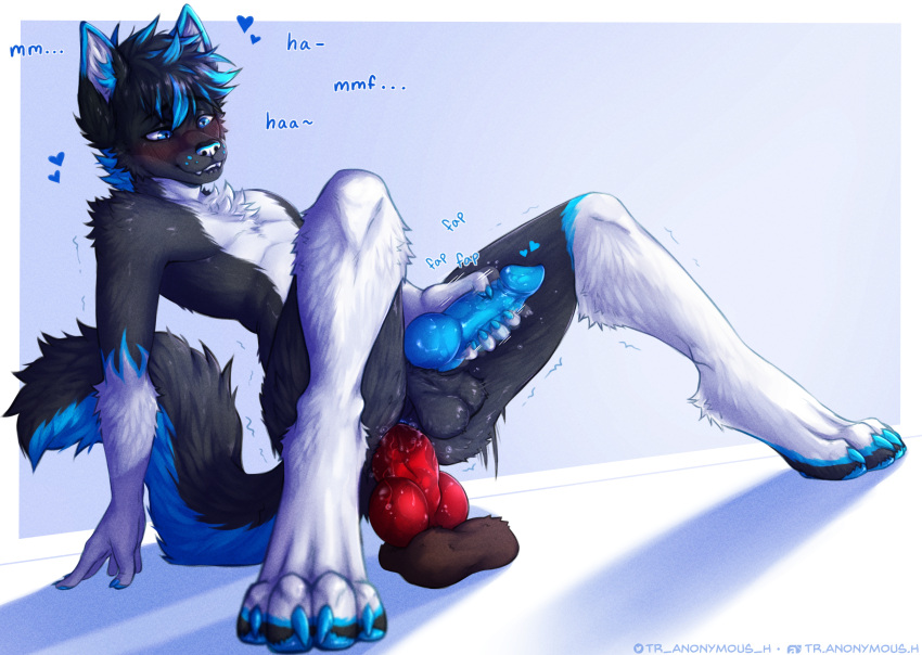 &lt;3 4_toes absurd_res anal anal_masturbation anal_penetration animal_genitalia animal_penis anthro balls black_body black_fur black_hair blue_eyes blue_highlights blush canid canine canine_penis canis chest_tuft claws dildo dildo_sitting domestic_dog feet fur genitals hair hi_res highlights_(coloring) husky knot knotted_dildo male mammal masturbation moan nordic_sled_dog nude paws penetration penis sex_toy simple_background smile solo spitz text toe_claws toes tr.anonymous.h tuft white_background white_body white_fur