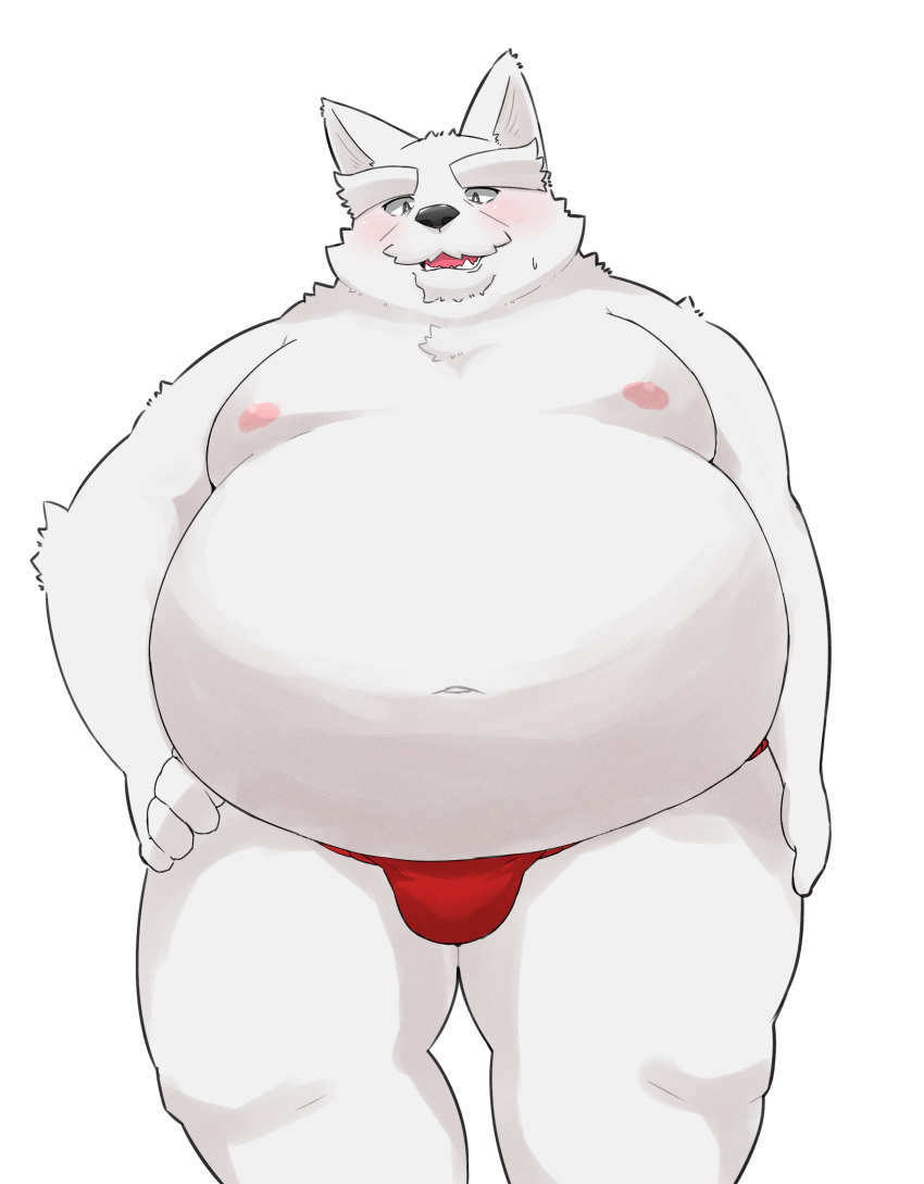 2022 absurd_res anthro asian_clothing ayata belly big_belly black_nose blush canid canine clothing east_asian_clothing fundoshi hi_res humanoid_hands japanese_clothing kemono male mammal moobs navel nipples overweight overweight_male red_clothing red_fundoshi red_underwear simple_background solo underwear white_background white_body