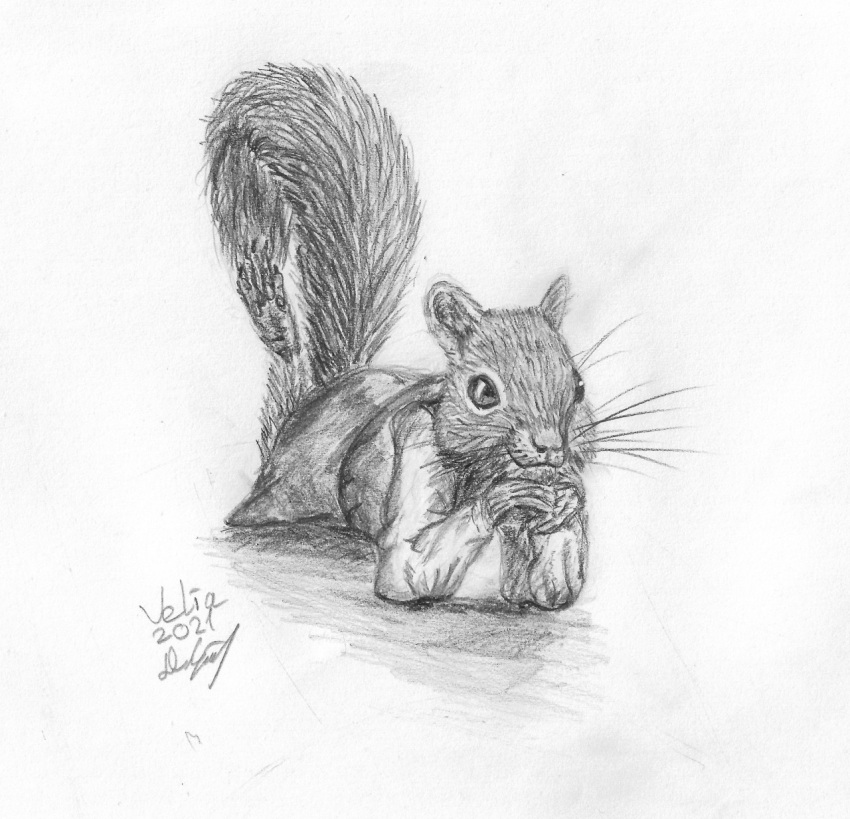 clothing female graphite_(artwork) greyscale happy hi_res lied_etal lying mammal monochrome on_front pencil_(artwork) rodent sciurid signature simple_background sketch traditional_media_(artwork) velia_(lied_etal) white_background