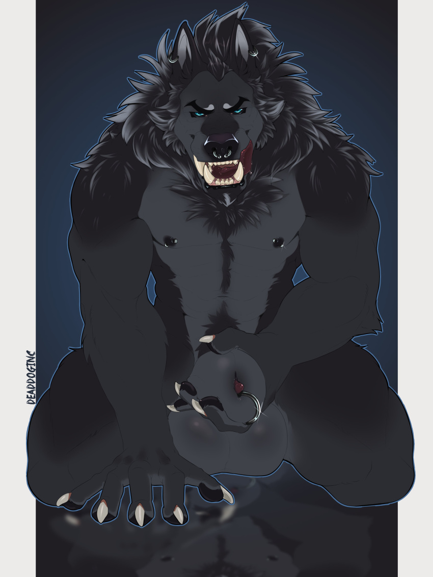 abs absurd_res animal_genitalia animal_penis anthro balls bambii_dog big_balls big_sheath black_body black_eyebrows black_fur black_inner_ear_fluff black_sclera blue_eyes bodily_fluids body_hair canid canine canine_penis canis chest_tuft clawed_fingers countershade_fur countershading digital_media_(artwork) dominant dominant_anthro dominant_male dripping ear_piercing evil_grin eyebrows facial_piercing fangs fur furgonomics furry-specific_piercing genital_piercing genitals grey_body grey_fur hand_on_ground happy_trail hi_res huge_balls huge_sheath inner_ear_fluff leaning leaning_forward licking licking_lips looking_at_viewer male mammal muscular muscular_anthro muscular_arms muscular_male muscular_thighs navel neck_tuft nipple_piercing nipples nose_piercing nose_ring nude_anthro nude_male open_mouth penis piercing ring_piercing saliva saliva_drip sheath sheath_piercing sitting smile smiling_at_viewer smug solo tongue tongue_out tuft vex_(vyti) were werecanid werecanine werewolf wolf