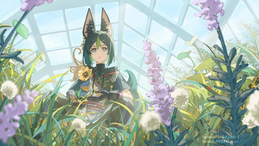 1boy 57friend absurdres animal_ear_fluff animal_ears aqua_eyes bangs black_hair bug ear_piercing flower fox_boy fox_ears fox_tail genshin_impact gloves gradient_hair grass green_hair greenhouse highres jewelry ladybug leaf lofter_username looking_at_viewer male_focus multicolored_hair piercing plant solo sparkle squatting tail tighnari_(genshin_impact) twitter_username white_flower yellow_flower