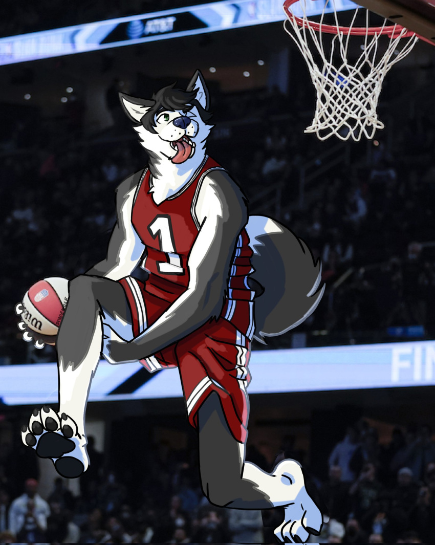 2022 anthro ball barefoot basketball basketball_(ball) basketball_hoop basketball_uniform black_hair black_pawpads blue_nose blurred_background canid canine canis clothing countershade_arms countershade_torso countershading domestic_dog feet fur grey_body grey_fur hair hi_res husky leg_markings male mammal markings multicolored_body multicolored_fur nordic_sled_dog pawpads photo_background raven_(echo) socks_(marking) solo spitz sportswear tongue tongue_out two_tone_body two_tone_fur uniform unsafescapewolf white_body white_countershading white_fur