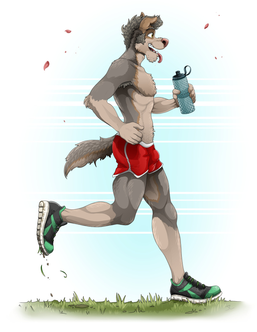 absurd_res anthro biped bottomwear brown_eyes canid canine canis chin_tuft clothed clothing domestic_dog exercise facial_tuft featureless_chest fur grass grey_body grey_fur grey_hair gym_bottomwear gym_clothing gym_shorts hair hi_res holding_water_bottle jackaloo jogging male mammal mark_(jackaloo) pink_nose plant plantigrade red_bottomwear red_clothing red_shorts running_shoes shorts simple_background solo tongue tongue_out topless topless_anthro topless_male white_background