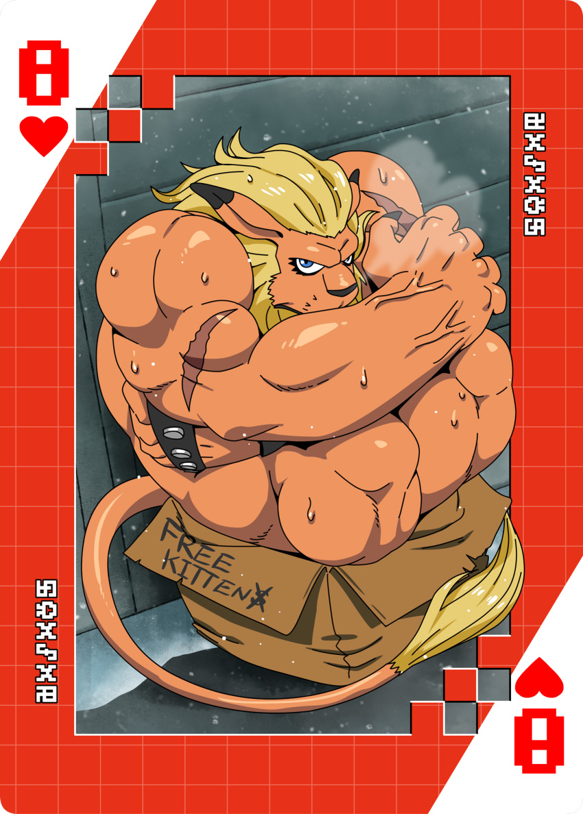 anthro bandai_namco blonde_hair blue_eyes bodily_fluids box card cardboard cardboard_box container digimoji digimon digimon_(species) free_kitty hair hi_res leomon male muscular muscular_anthro muscular_male nude playing_card roaringmoon sitting solo suit_symbol sweat